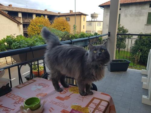 Фотография мини отеля B&B Erbagatta