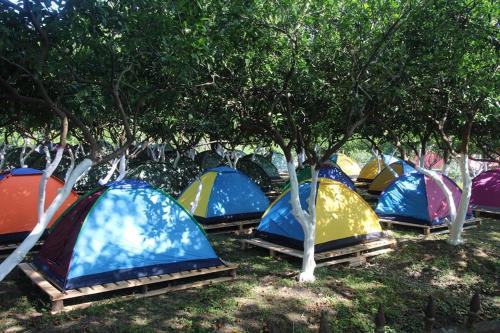 Фотография базы отдыха Citrus Tent City