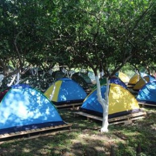 Фотография базы отдыха Citrus Tent City