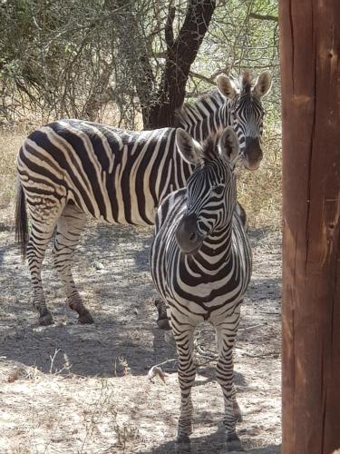Фотография гостевого дома Mopani Villa