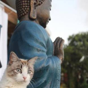 Фотографии гостевого дома 
            Buddha Bleu