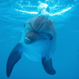 Фотография достопримечательности Кисловодский дельфинарий