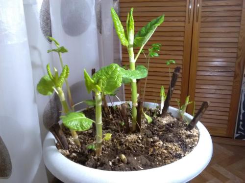 Фотография гостевого дома На Фрунзе