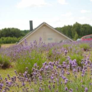 Фотографии кемпинга 
            Lavender Village