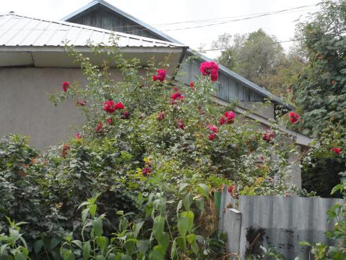 Фотография хостела Freedom Almaty