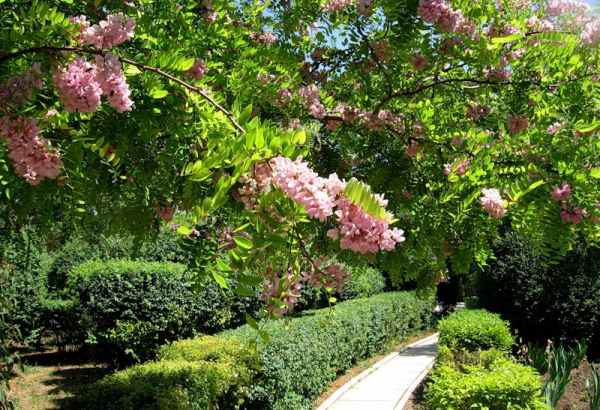 Фотография достопримечательности Дендропарк