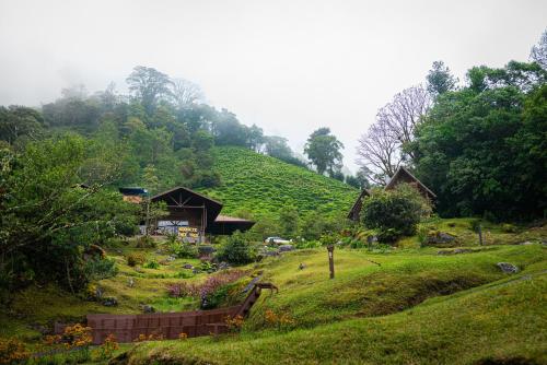 Фотографии гостиницы 
            TREE TREK BOQUETE Adventure Park