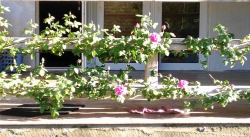 Фотография гостевого дома Guest House Nina