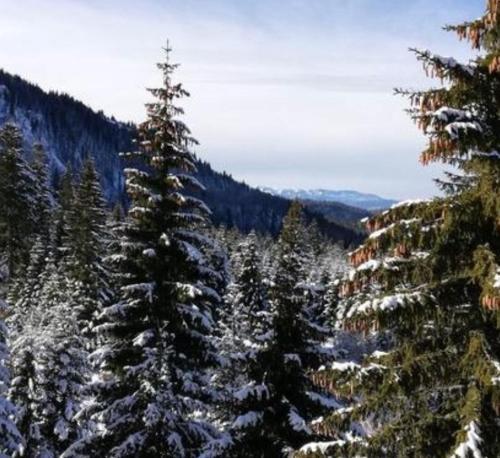 Фотография апарт отеля Jelka apartmani