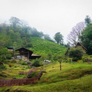 Фотография гостиницы TREE TREK BOQUETE Adventure Park