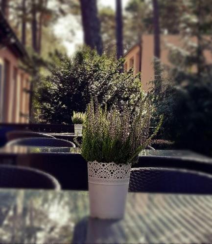 Фотография гостиницы Ośrodek Wypoczynkowy W sosnowym lesie