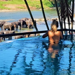 Фотография гостиницы Hotel Elephant Park "Grand Royal Pinnalanda"