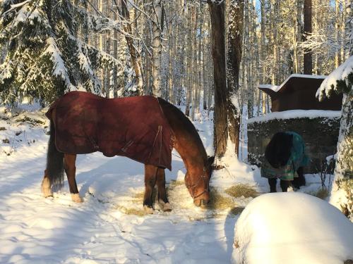 Фотография гостевого дома Lilla Backstugan