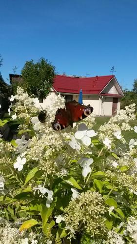 Фотография гостевого дома На Садовой, 11