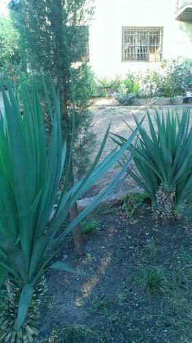 Фотография гостевого дома Копала в Гурджаани