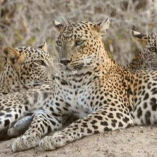 Фотография базы отдыха Leopard Spotting Camp - Yala