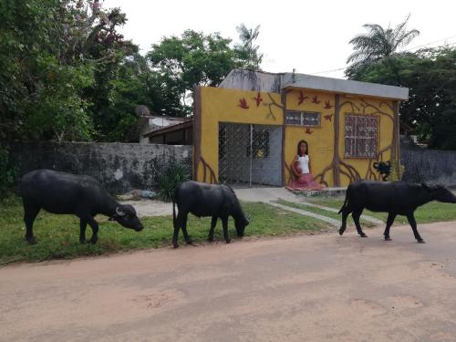 Фотографии хостела 
            Habitat Marajó Hostel