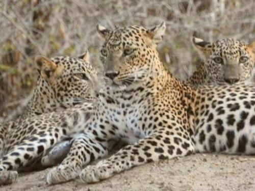 Фотографии базы отдыха 
            Leopard Spotting Camp - Yala