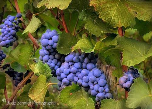 Фотография гостевого дома Chateau Dio