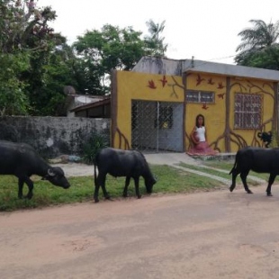 Фотография хостела Habitat Marajó Hostel