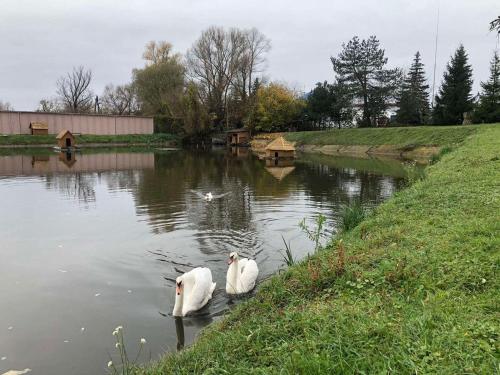 Фотография гостиницы Shenc Park