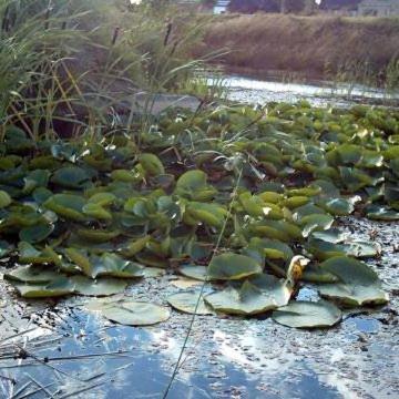 Фотография гостевого дома Huis Den Keibilk