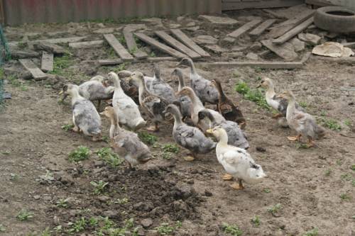 Фотография мини отеля Междуморье