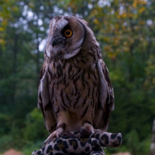 Фотография достопримечательности Экологический центр Лесная сказка