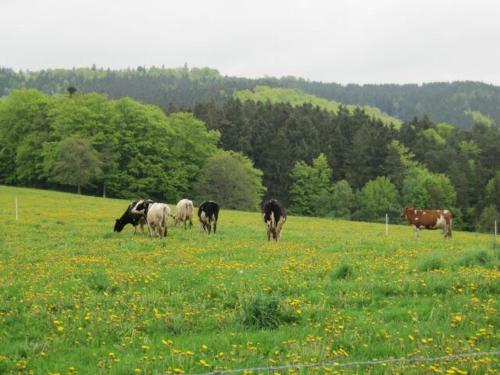Фотография гостевого дома Haus-Dorfidyll