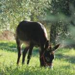 Фотография гостевого дома Agriturismo Podere Zollaio