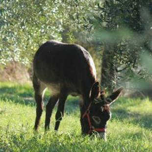 Фотографии гостевого дома 
            Agriturismo Podere Zollaio