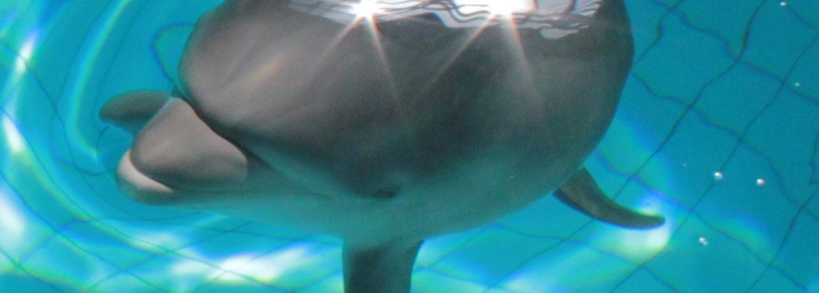 Фотография центра развлечений Набережночелнинский дельфинарий