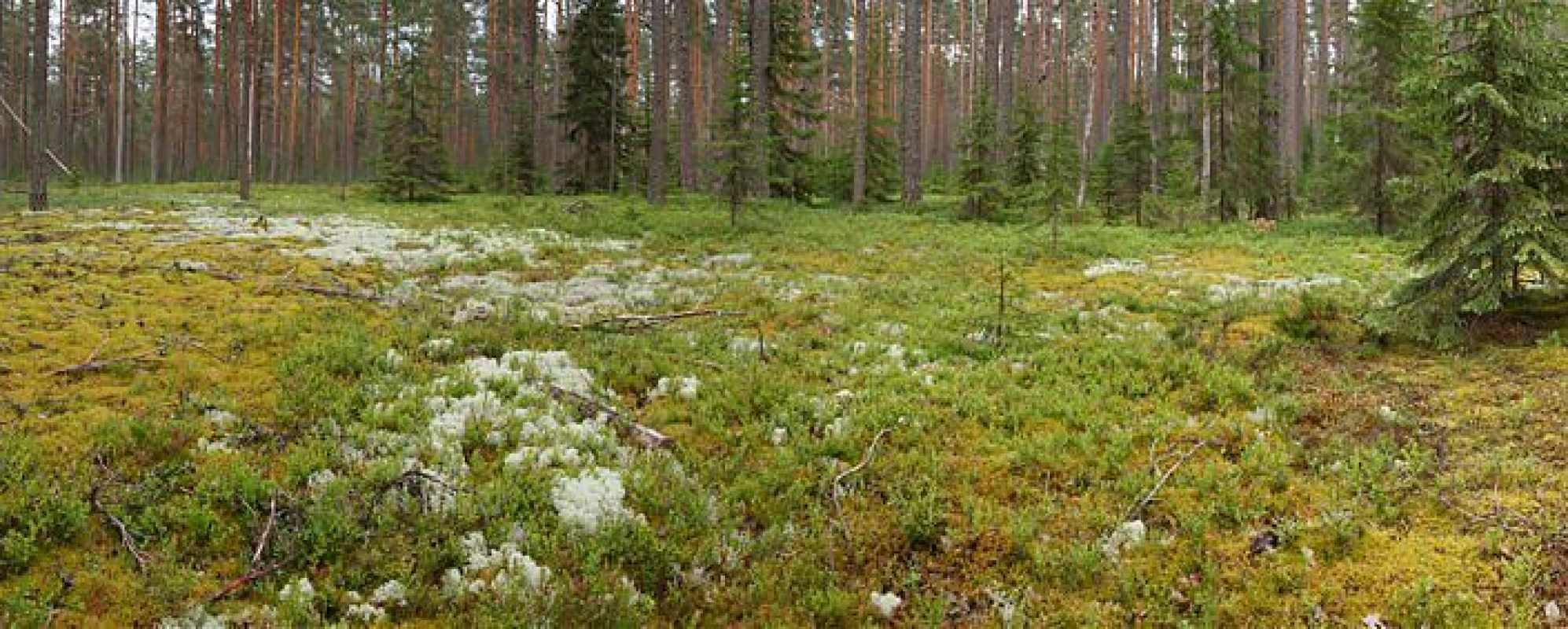 Фотографии достопримечательности Заповедник Кивач