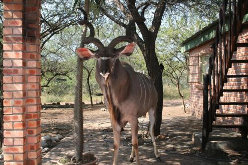 Фотография гостевого дома Bushbaby Eden