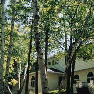 Фотография мини отеля White Birch Inn