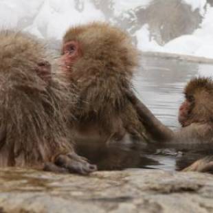 Фотографии мини отеля 
            Minshuku Miyama