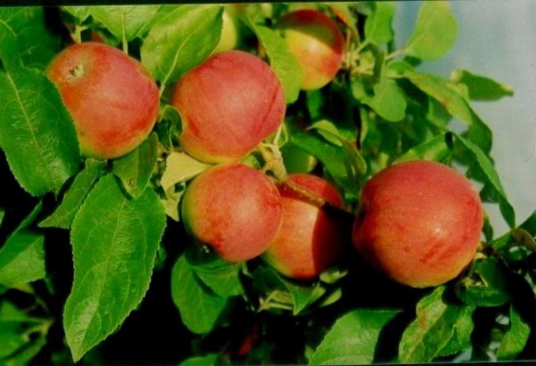 Фотография предприятий Чкаловский плодопитомник НН