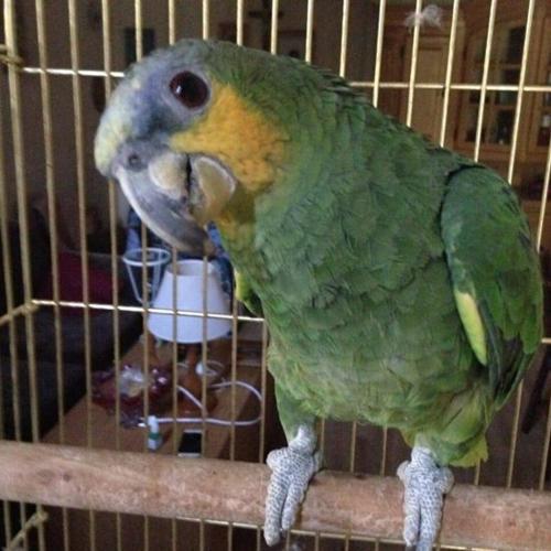 Фотография гостевого дома Le Perroquet Buba