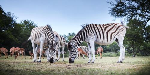 Фотография гостиницы Garden Route Safari Camp