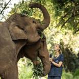 Фотография гостиницы Anantara Golden Triangle Elephant Camp & Resort - SHA Certified