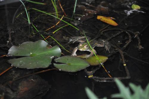 Фотография мини отеля Villa le Cloky