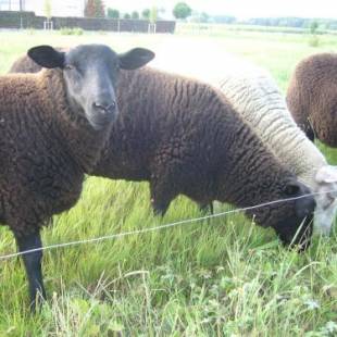 Фотографии мини отеля
De Moeraseik