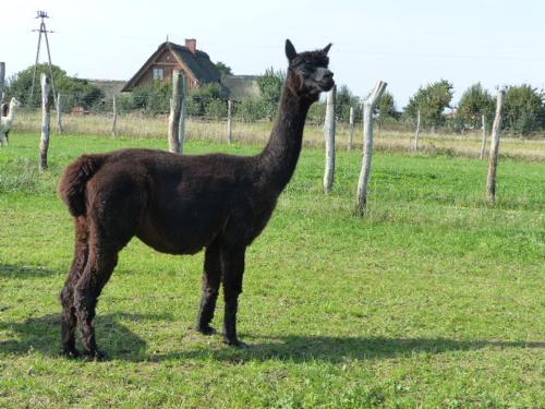 Фотография базы отдыха Alpaka-Ranczo AFF