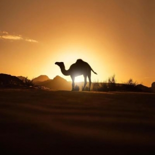 Фотография базы отдыха Zawaideh desert Camp