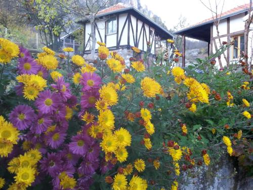 Фотография базы отдыха Golemi kamik Pirot Vlasi