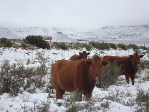 Фотография гостевого дома Carlton Heights Guesthouse