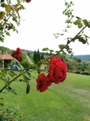 Фотографии гостевого дома 
            Domaćinstvo Sinđelić