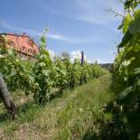 Фотография базы отдыха Agriturismo La Burlanda