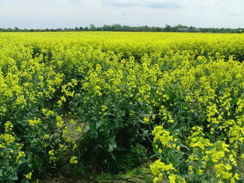 Фотография гостевого дома Reiterhof Wollesen