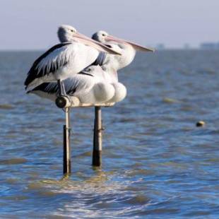 Фотографии гостевого дома 
            Pelican Perch Retreat